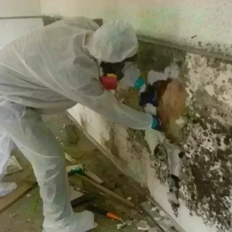 Mold Remediation and Removal in Los Banos, CA